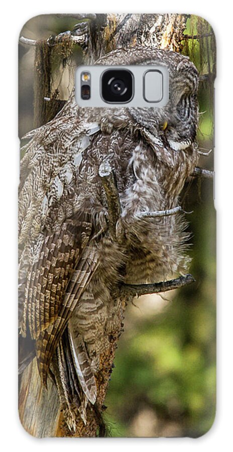 Windy Galaxy S8 Case featuring the photograph Great Grey Owl In Windy Spring by Yeates Photography