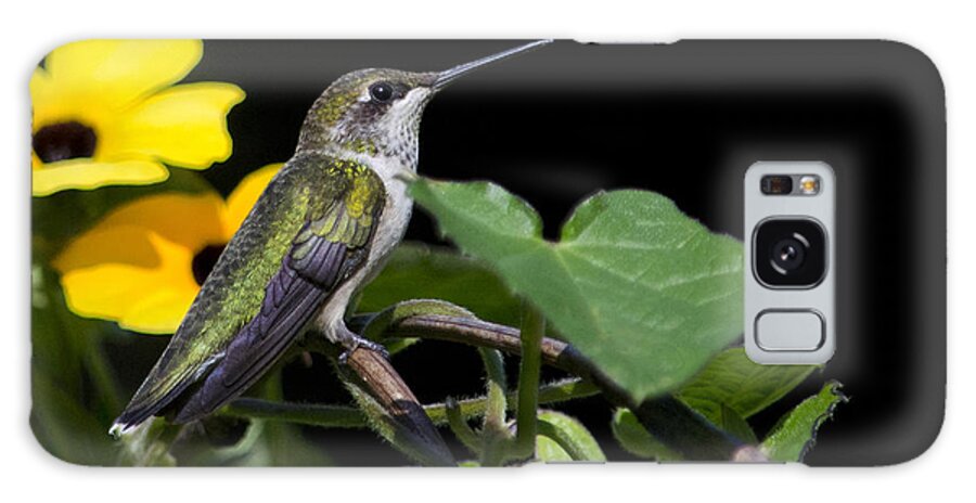 Bird Galaxy Case featuring the photograph Green Garden Jewel Hummingbird Square by Christina Rollo
