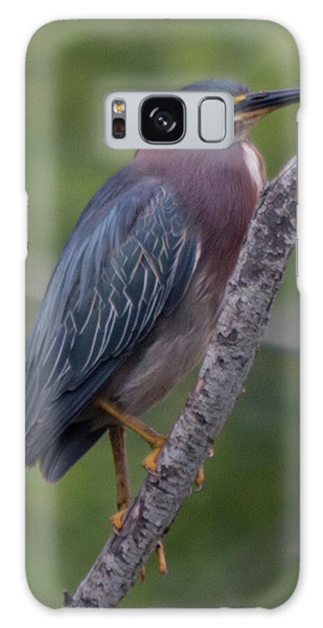 Green Heron Galaxy Case featuring the photograph Green Heron 944 by Pamela S Eaton-Ford