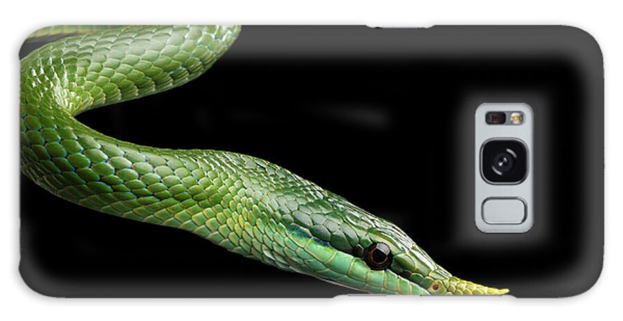 Snake Galaxy Case featuring the photograph Green long nosed snake, Rhinoceros Ratsnake by Sergey Taran
