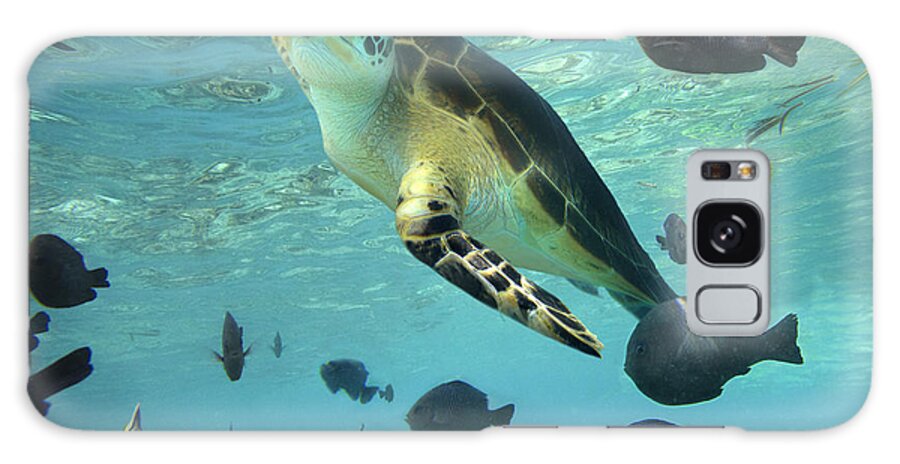 00451420 Galaxy Case featuring the photograph Green Sea Turtle Balicasag Island by Tim Fitzharris