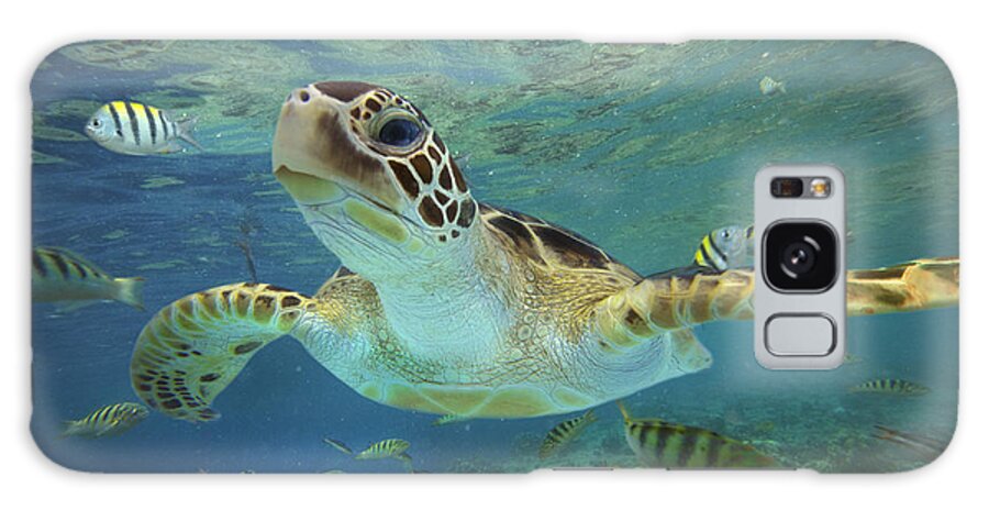00451418 Galaxy Case featuring the photograph Green Sea Turtle Swimming by Tim Fitzharris