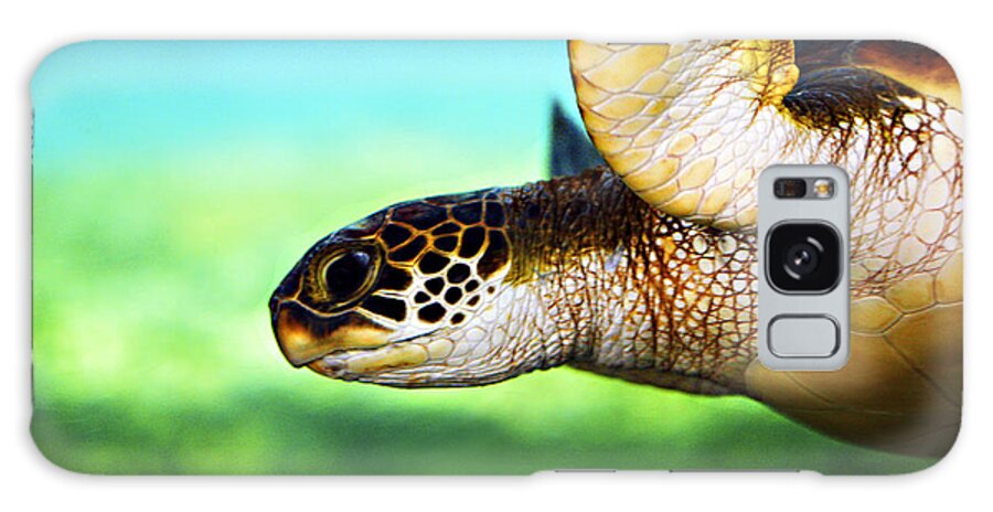 Green Galaxy Case featuring the photograph Green Sea Turtle by Marilyn Hunt