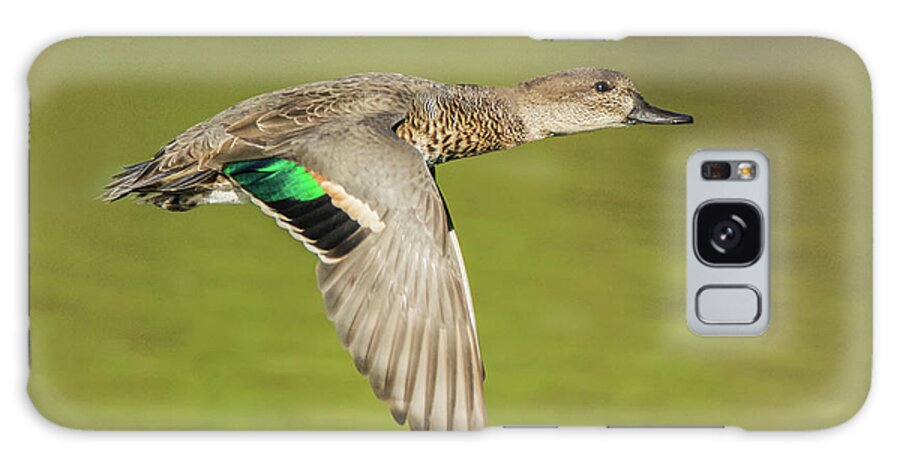 Green Galaxy Case featuring the photograph Green-winged Teal 6320-100217-2cr by Tam Ryan