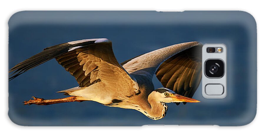 Heron Galaxy Case featuring the photograph Grey heron in flight by Johan Swanepoel