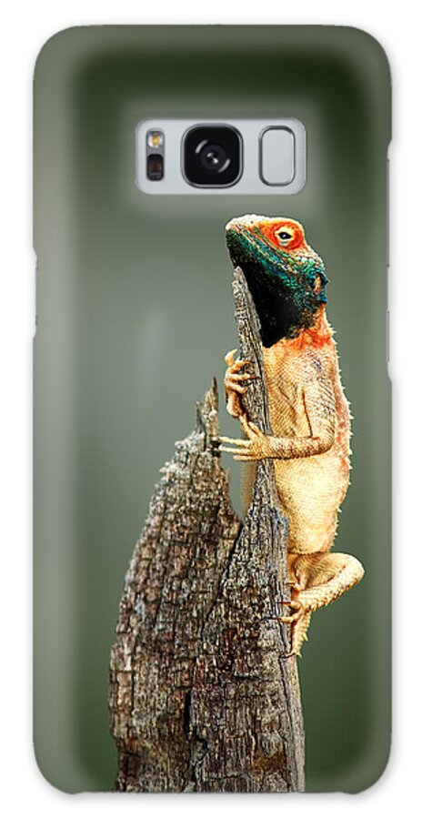 Agama Galaxy Case featuring the photograph Ground agama sunbathing by Johan Swanepoel