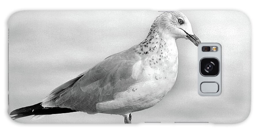 Black And White Galaxy Case featuring the digital art Gull Standing on Rock by Dianne Morgado