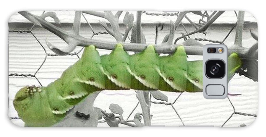 Tomato Worm Galaxy Case featuring the photograph Hang in there caterpillar by Kari Myres