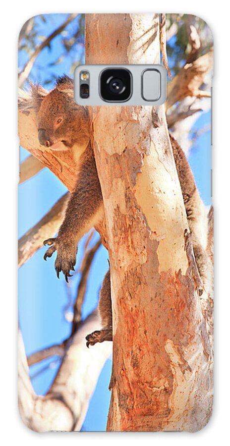 Mad About Wa Galaxy S8 Case featuring the photograph Hanging Around, Yanchep National Park by Dave Catley