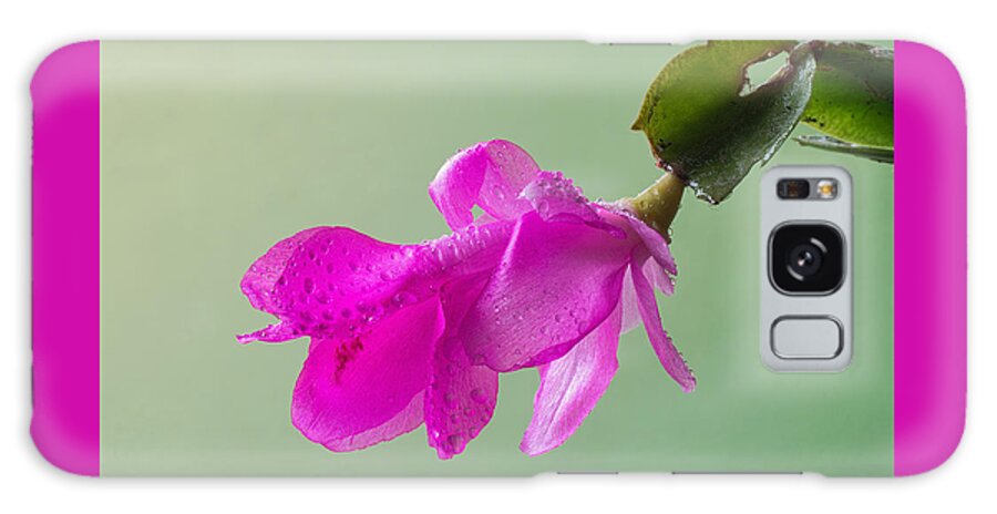Christmas Cactus Galaxy Case featuring the photograph Happy Holidays by Jim Zablotny