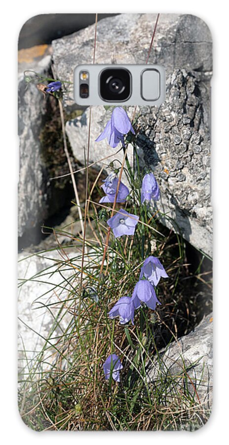 Harebell Harebells Campanula Rotundifolia Monsal Dale Derbyshire England Peak District National Park Derbyshire Parks English British Autumn The Fall Flower Flowers Flora Galaxy S8 Case featuring the photograph Harebells flowering by a drystone wall near Monsal Dale Derbyshire England by Michael Walters
