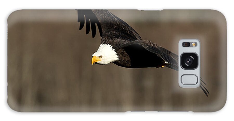 Eagle Galaxy Case featuring the photograph Having a Look-See by Shari Sommerfeld