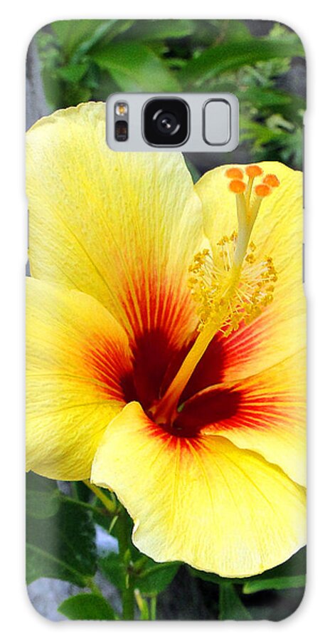 Hibiscus Galaxy S8 Case featuring the photograph Hawaiian Hibiscus by Sue Melvin