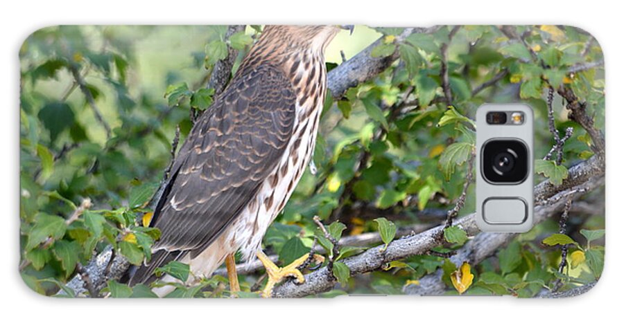 Bird Galaxy S8 Case featuring the photograph Hawk by AJ Schibig