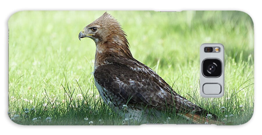 Hawk Galaxy Case featuring the photograph Hawk on the Ground 1 - Tight Grip on Dinner by Robert Alter Reflections of Infinity