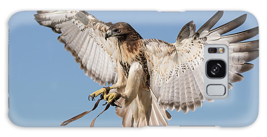 Apopka Galaxy Case featuring the photograph Hawk Showing Off by Dawn Currie