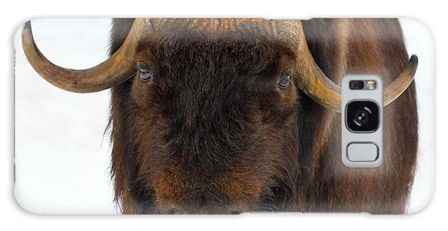 Muskox Galaxy S8 Case featuring the photograph Head Butt by Tony Beck