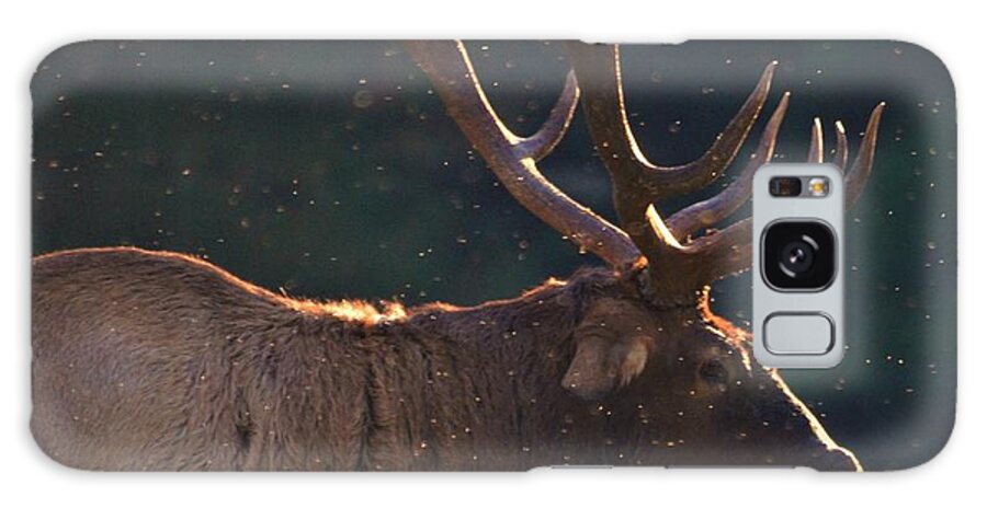 Elk In The Fall Galaxy Case featuring the photograph Head of the herd by Chuck Brown