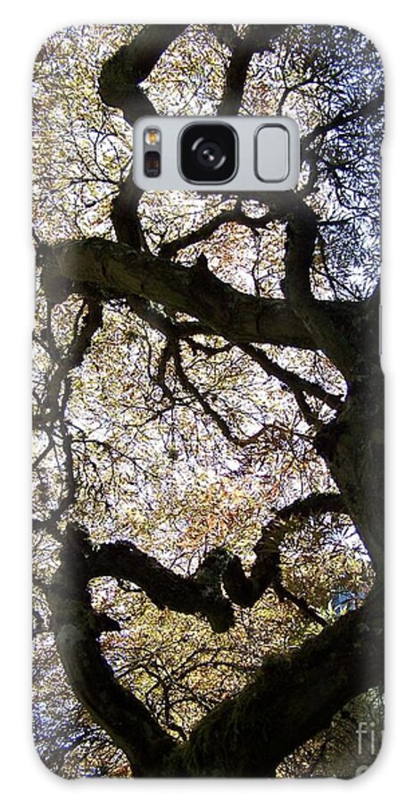 Tree Galaxy Case featuring the photograph Heart of the Forest by Julie Rauscher