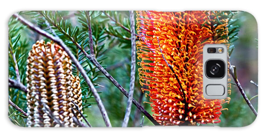 Banksia Ericifolia Galaxy Case featuring the photograph Heath Banksia From Fairfax Walk by Miroslava Jurcik