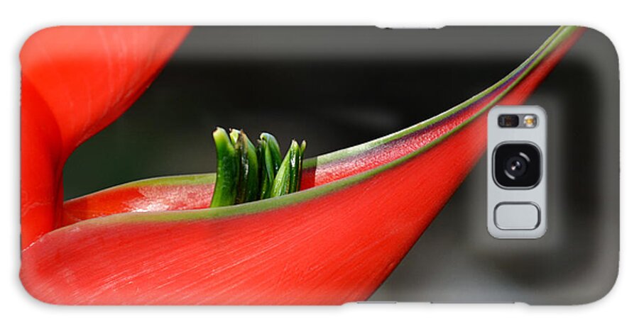 Flower Galaxy Case featuring the photograph Heliconia Flower Petal by Lorenzo Cassina