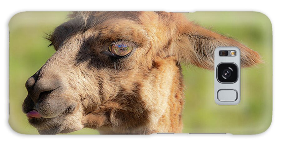 Alpaca Galaxy Case featuring the photograph Hello darling by Jeremy Holton