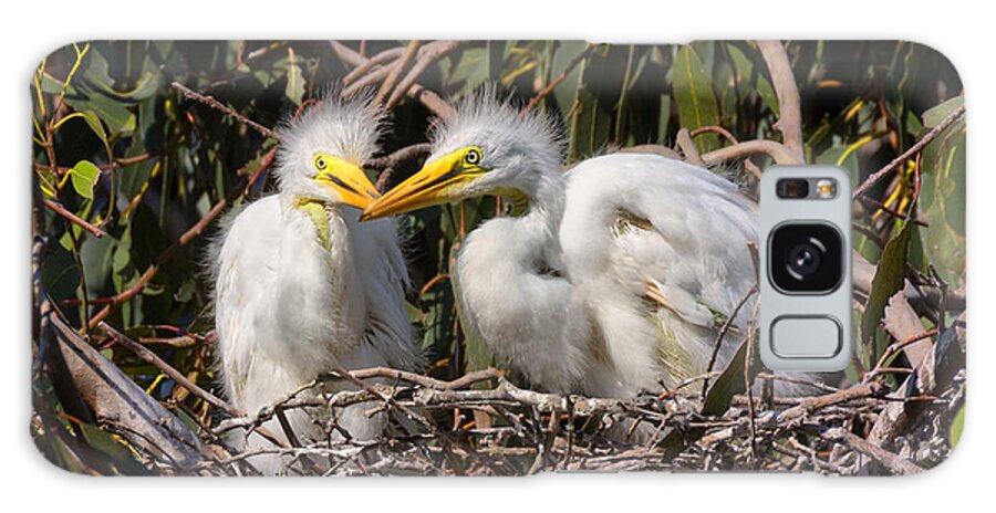 Heron Galaxy Case featuring the photograph Heron Babies in their Nest by Kathleen Bishop