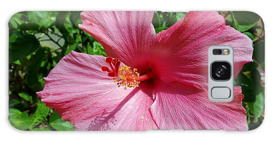 Flower Galaxy S8 Case featuring the photograph Hibiscus flower by Gary Corbett