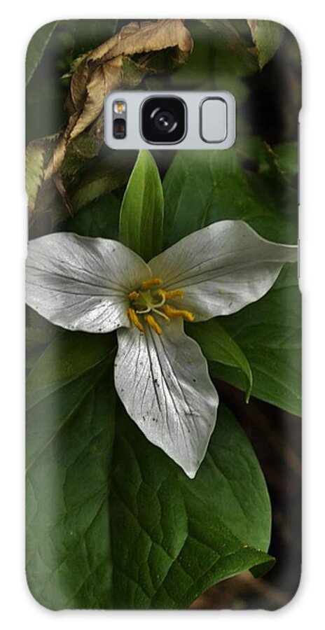 Flowers Galaxy Case featuring the photograph Hidden Wonder by Charles Lucas