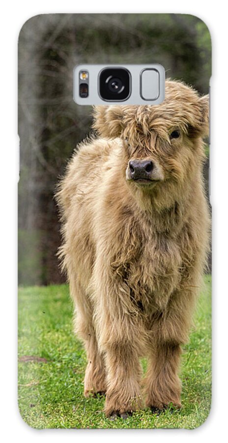 Calf Galaxy Case featuring the photograph Highland Calf by Holly Ross