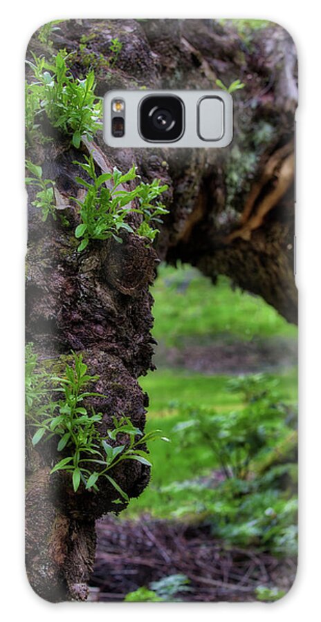 Thurlby Galaxy Case featuring the photograph Hobbit Tree by Amber Kresge