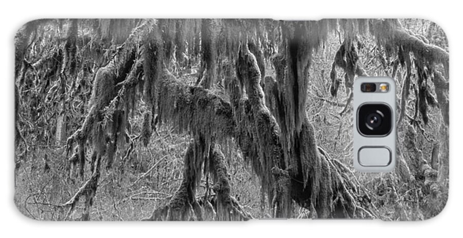 Hoh Rainforest Galaxy Case featuring the photograph Hoh Rainforest Tree Black And White by Adam Jewell