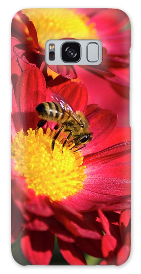 Honey Bee Galaxy Case featuring the photograph Honey Bee And Chrysanthemum by Christina Rollo
