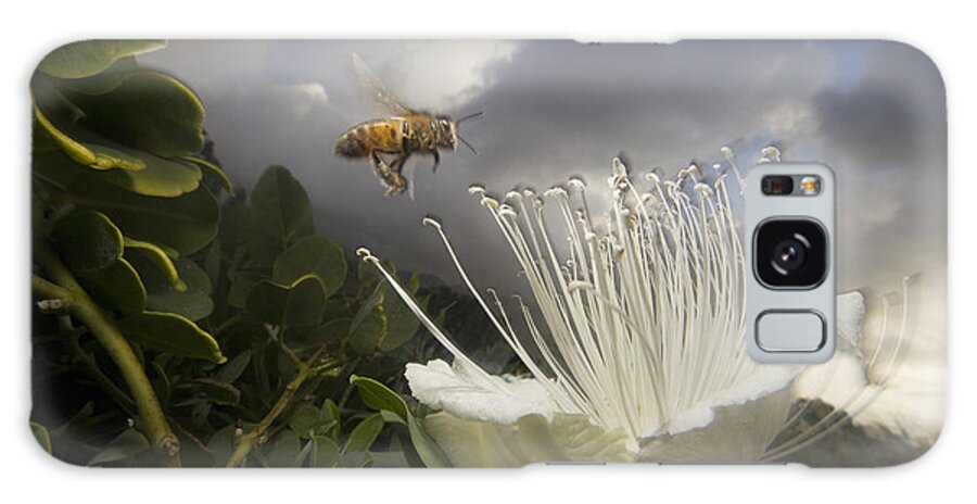 Mp Galaxy Case featuring the photograph Honey Bee Apis Mellifera Approaching by Mark Moffett