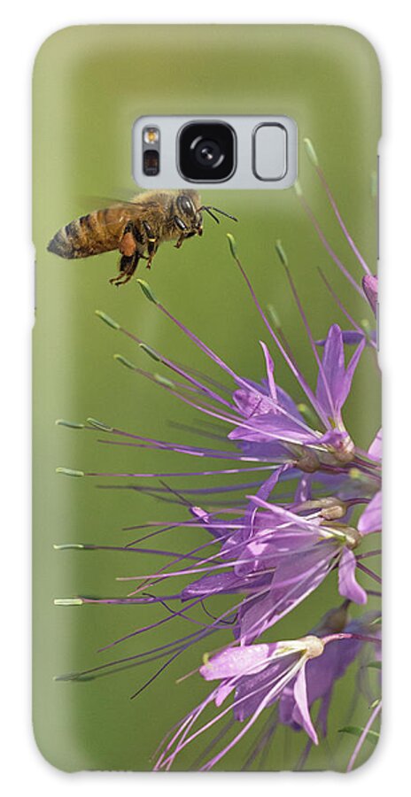 Apis Mellifera Linguistica Galaxy Case featuring the photograph Honey Bee at Work by Jim Zablotny