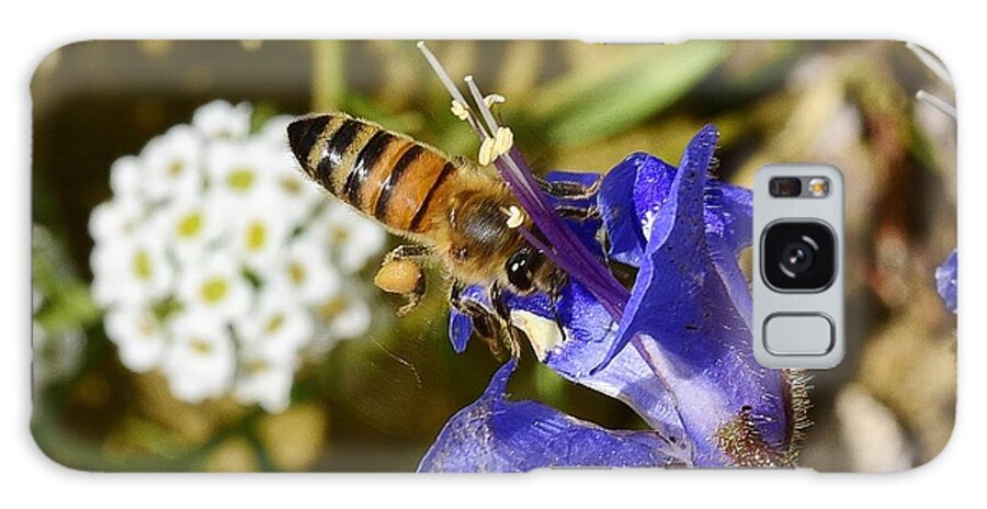 Linda Brody Galaxy Case featuring the photograph Honey Bee on California Bluebell Wildflower by Linda Brody