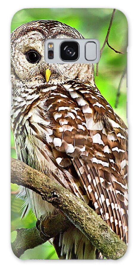 Owl Galaxy Case featuring the photograph Hoot Owl by Christina Rollo