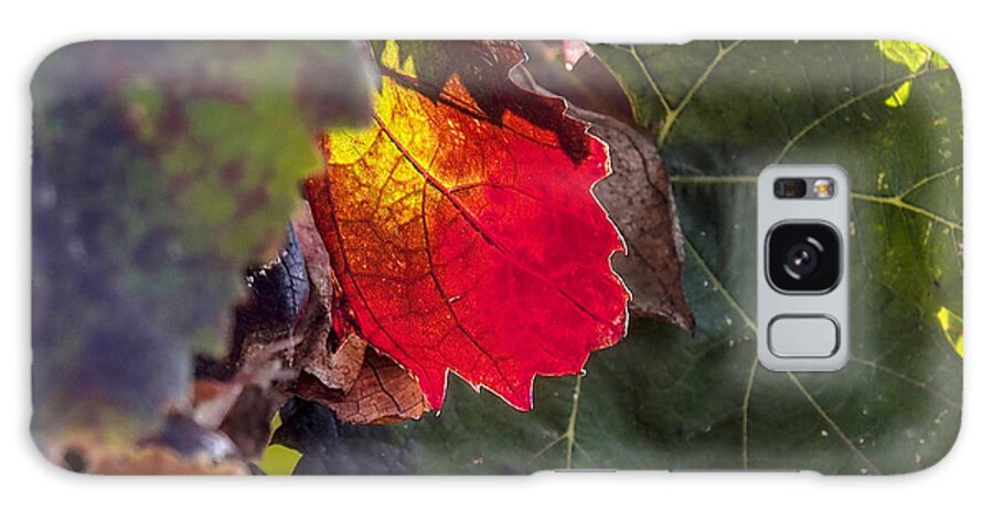Autumn Galaxy Case featuring the photograph Hot autumn colors in the vineyard by Arik Baltinester