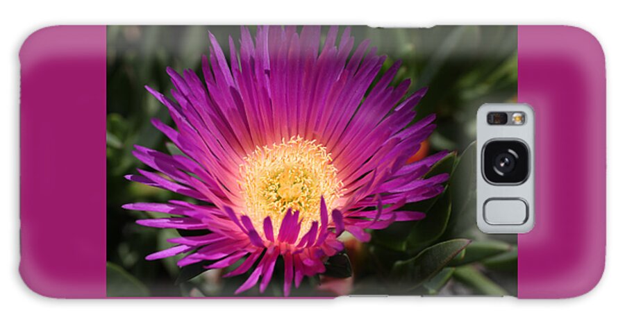 Hot Pink Cactus Galaxy S8 Case featuring the photograph Hot Pink Ice Cactus Flower by Tammy Pool