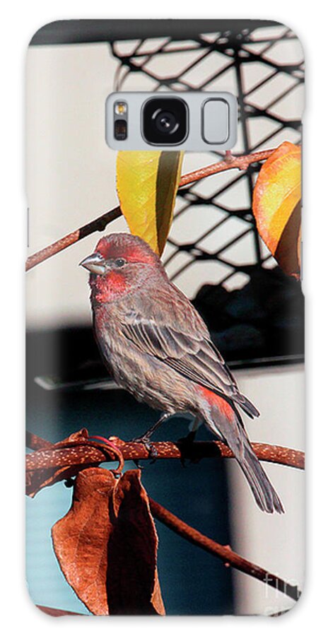 Wildbirds Galaxy Case featuring the photograph Male House Finch Goes Out on a Limb by Patricia Youngquist