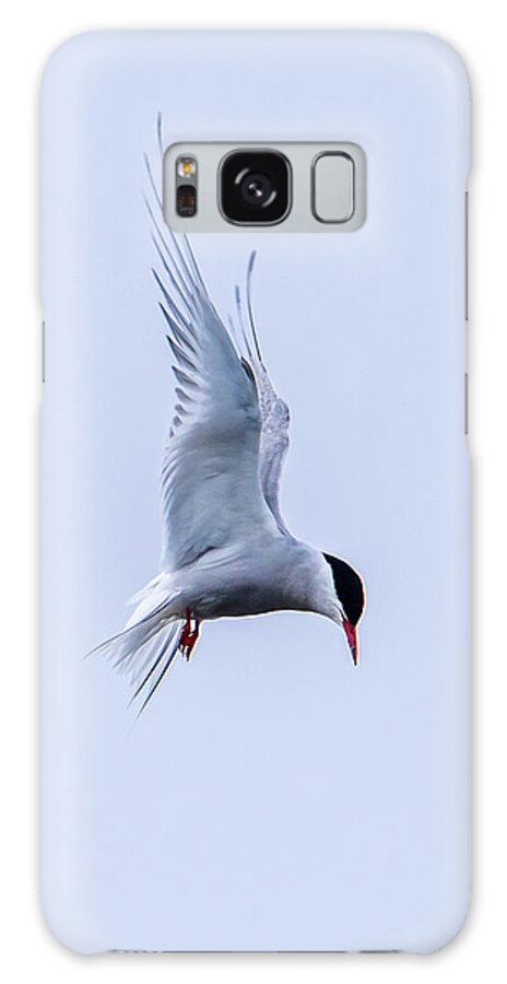 Hovering Arctric Tern Galaxy Case featuring the photograph Hovering Arctic Tern by Torbjorn Swenelius