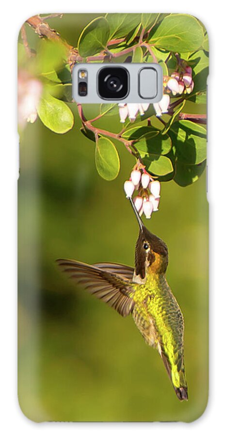 Bird Galaxy Case featuring the photograph Hummingbird and Manzanita blossom by Paul Johnson