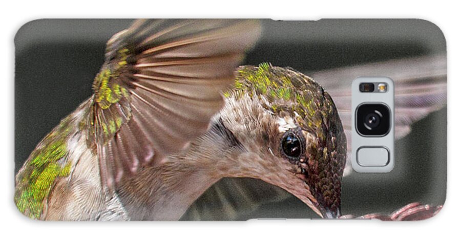 Hummingbird Galaxy Case featuring the photograph Hummingbird Graceful Little Lady by Betsy Knapp