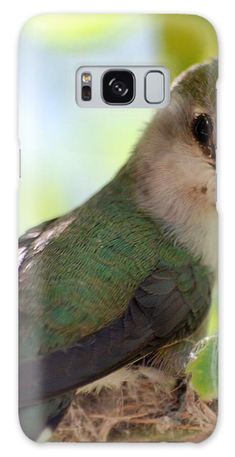 Hummingbird Galaxy Case featuring the photograph Hummingbird with small nest by Amy Fose
