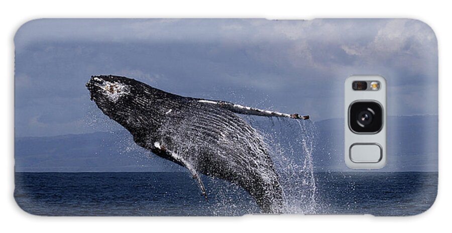 Humpback Galaxy Case featuring the photograph Humpback whale in a full breach, April 10, 2017 Photo by Pat Hathaway by Monterey County Historical Society