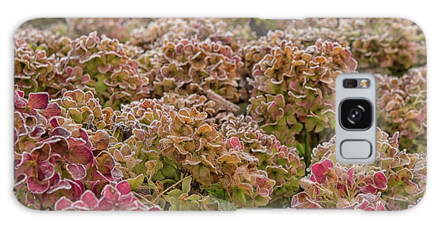 Ice Galaxy Case featuring the photograph Icy hydrangea flowers by Patricia Hofmeester