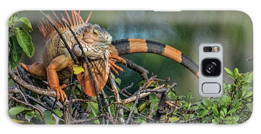 Iguana Galaxy Case featuring the photograph Iggy by Don Durfee