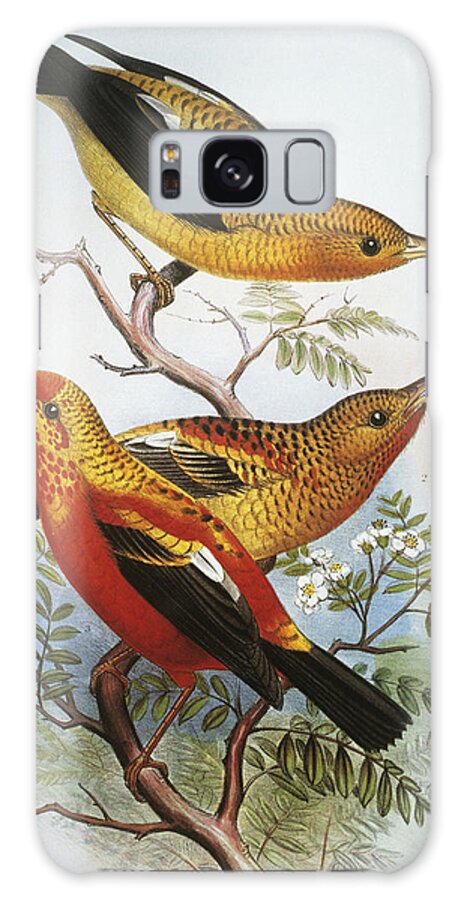 1893 Galaxy S8 Case featuring the painting IIwi by Hawaiian Legacy Archive - Printscapes