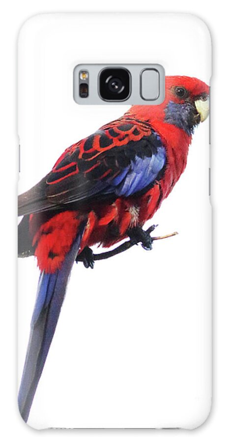 Australia Galaxy Case featuring the photograph Immaculate Portrait Of Crimson Rosella by Max Allen
