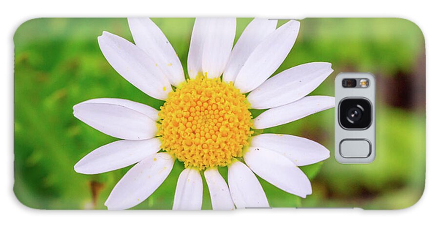 White Daisy Galaxy Case featuring the photograph Imperfectly Perfect White Daisy by The Flying Photographer